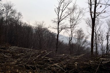 Bulutlu bir günde yamaçta bir dağ sırtı olan bir orman.