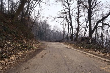 Kışın bulutlu bir günde, bir dağın eteklerinde çıplak ağaçlarla çevrili bir parkta dolambaçlı bir yol.