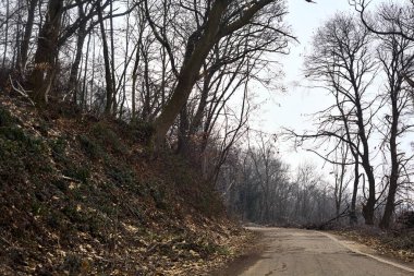 Kışın bulutlu bir günde, bir dağın eteklerinde çıplak ağaçlarla çevrili bir parkta dolambaçlı bir yol.