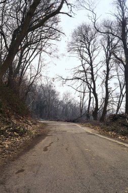 Kışın bulutlu bir günde, bir dağın eteklerinde çıplak ağaçlarla çevrili bir parkta dolambaçlı bir yol.