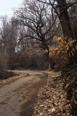 Bulutlu bir günde, dağdaki bir ormanın kenarındaki yolun kenarında çıplak bir boynuz huzmesi.