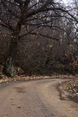 Bulutlu bir günde, dağdaki bir ormanın kenarındaki yolun kenarında çıplak bir boynuz huzmesi.