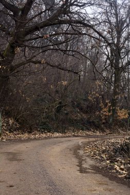 Bulutlu bir günde, dağdaki bir ormanın kenarındaki yolun kenarında çıplak bir boynuz huzmesi.