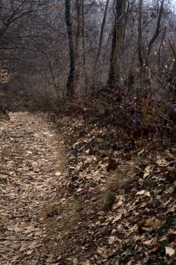 Bulutlu bir günde, dağdaki çıplak bir ormanda yapraklarla kaplı bir patika.