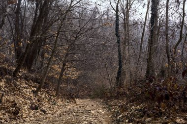 Bulutlu bir günde, dağdaki çıplak bir ormanda yapraklarla kaplı bir patika.