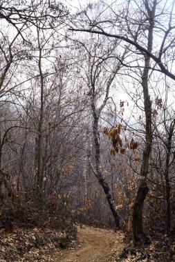 Bulutlu bir günde, dağdaki çıplak bir ormanda yapraklarla kaplı bir patika.