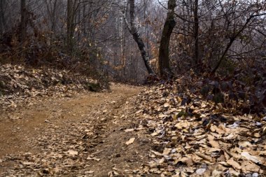 Bulutlu bir günde, dağdaki çıplak bir ormanda yapraklarla kaplı bir patika.