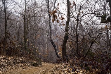 Bulutlu bir günde, dağdaki çıplak bir ormanda yapraklarla kaplı bir patika.