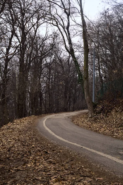 Kurvenreiche Straße Einem Park Mit Kahlen Bäumen Die Ihn Einem — Stockfoto