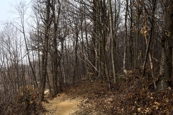 冬の曇りの日に山の公園で崖の上の急な未舗装の歩道 — ストック写真