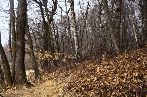 Stromy Brudny Szlak Urwisku Parku Góry Pochmurny Dzień Zimą — Zdjęcie stockowe