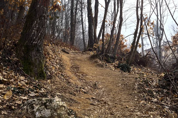 Steep Dirt Trail Cliff Park Mountain Cloudy Day Winter — Stock Photo, Image