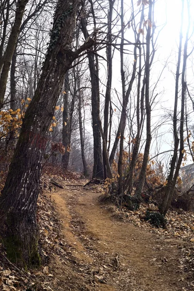 冬の曇りの日に山の公園で崖の上の急な未舗装の歩道 — ストック写真