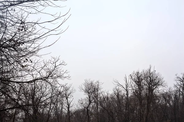 Bulutlu Bir Günde Dağın Yamacında Bir Orman — Stok fotoğraf