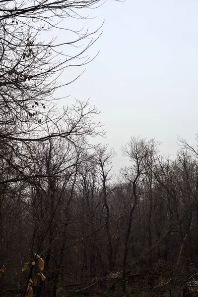 曇り空の山の斜面の森 — ストック写真