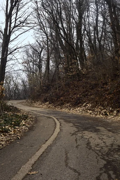 stock image Winding road in a park with bare trees covering and bordering it on a mountain on a cloudy day in winter