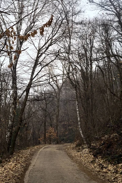 冬の曇りの日には裸の木で公園内の曲がりくねった道を覆い 山の上でそれを縁取る — ストック写真