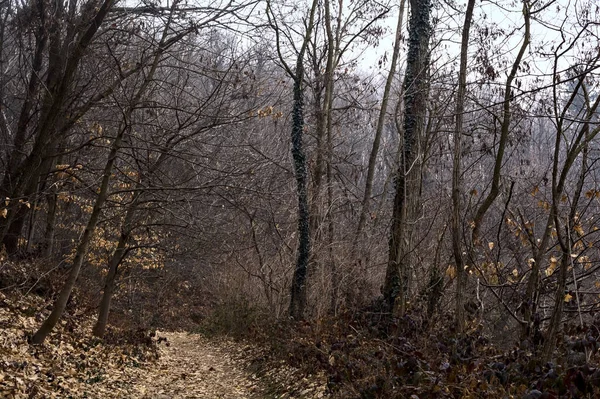 Тропа Покрытая Листьями Горном Лесу Горе Облачный День — стоковое фото