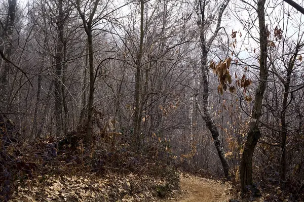曇りの日に山の上のほぼ裸の森の中の葉で覆われたトレイル — ストック写真