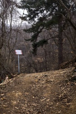 Kışın bulutlu bir günde, dağdaki bir ormanda bir virajla toprak yol arasındaki çatal.