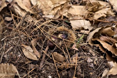 Yerlerde kestane ağaçlarıyla yanıyor, yeşillikleri yakından görülüyor.