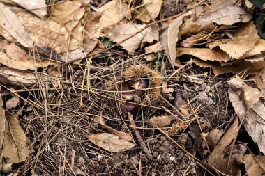 Yerlerde kestane ağaçlarıyla yanıyor, yeşillikleri yakından görülüyor.