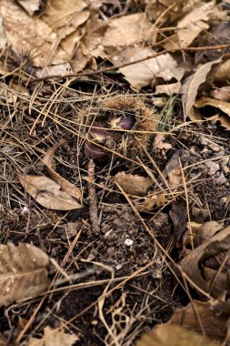 Yerlerde kestane ağaçlarıyla yanıyor, yeşillikleri yakından görülüyor.