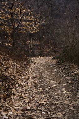 Bulutlu bir günde, dağdaki çıplak bir ormanda yapraklarla kaplı bir patika.