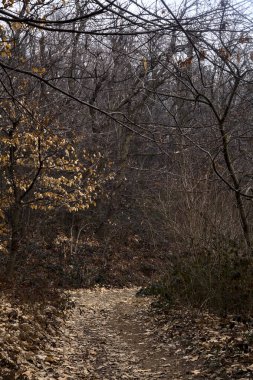 Bulutlu bir günde, dağdaki çıplak bir ormanda yapraklarla kaplı bir patika.