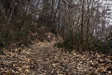 Bulutlu bir günde, dağdaki çıplak bir ormanda yapraklarla kaplı bir patika.
