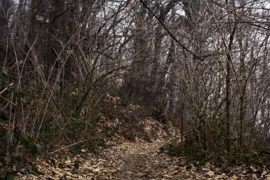 Bulutlu bir günde, dağdaki çıplak bir ormanda yapraklarla kaplı bir patika.
