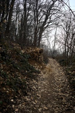 Bulutlu bir günde, dağdaki çıplak bir ormanda yapraklarla kaplı bir patika.