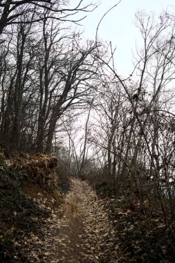 Bulutlu bir günde, dağdaki çıplak bir ormanda yapraklarla kaplı bir patika.