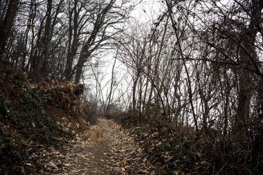 Bulutlu bir günde, dağdaki çıplak bir ormanda yapraklarla kaplı bir patika.