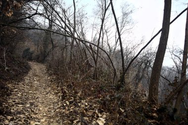 Bulutlu bir günde, dağdaki bir ormanda ağaçların üzerinde kemer takmak.