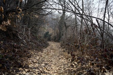Bulutlu bir günde, dağdaki bir ormanda ağaçların üzerinde kemer takmak.