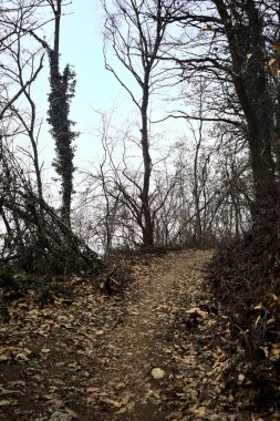Bulutlu bir günde, dağdaki çıplak bir ormanda yapraklarla kaplı bir patika.