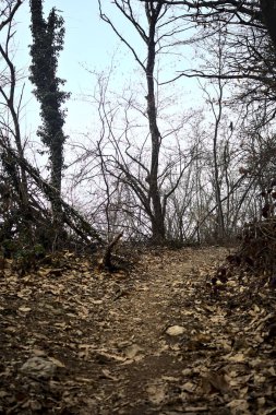 Bulutlu bir günde, dağdaki çıplak bir ormanda yapraklarla kaplı bir patika.