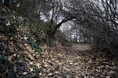Bulutlu bir günde, dağdaki bir ormanda ağaçların üzerinde kemer takmak.