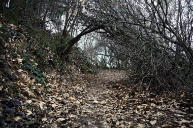 Bulutlu bir günde, dağdaki bir ormanda ağaçların üzerinde kemer takmak.