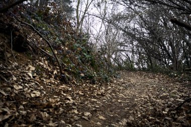 Bulutlu bir günde, dağdaki bir ormanda ağaçların üzerinde kemer takmak.