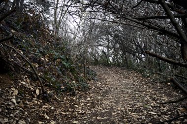 Bulutlu bir günde, dağdaki bir ormanda ağaçların üzerinde kemer takmak.