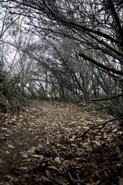 Bulutlu bir günde, dağdaki bir ormanda ağaçların üzerinde kemer takmak.