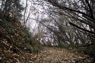Bulutlu bir günde, dağdaki bir ormanda ağaçların üzerinde kemer takmak.