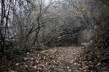 Bulutlu bir günde, dağdaki bir ormanda ağaçların üzerinde kemer takmak.