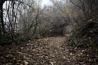 Bulutlu bir günde, dağdaki bir ormanda ağaçların üzerinde kemer takmak.