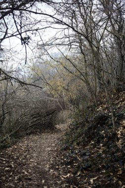 Bulutlu bir günde, dağdaki bir ormanda ağaçların üzerinde kemer takmak.