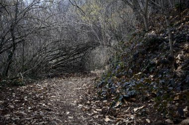 Bulutlu bir günde, dağdaki bir ormanda ağaçların üzerinde kemer takmak.