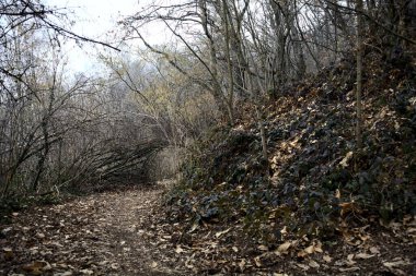 Bulutlu bir günde, dağdaki bir ormanda ağaçların üzerinde kemer takmak.
