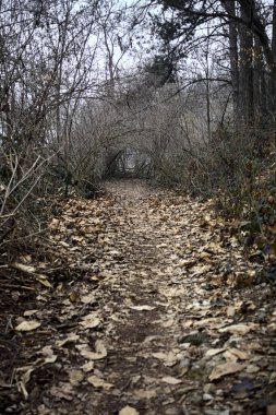 Bulutlu bir günde, dağdaki bir ormanda ağaçların üzerinde kemer takmak.